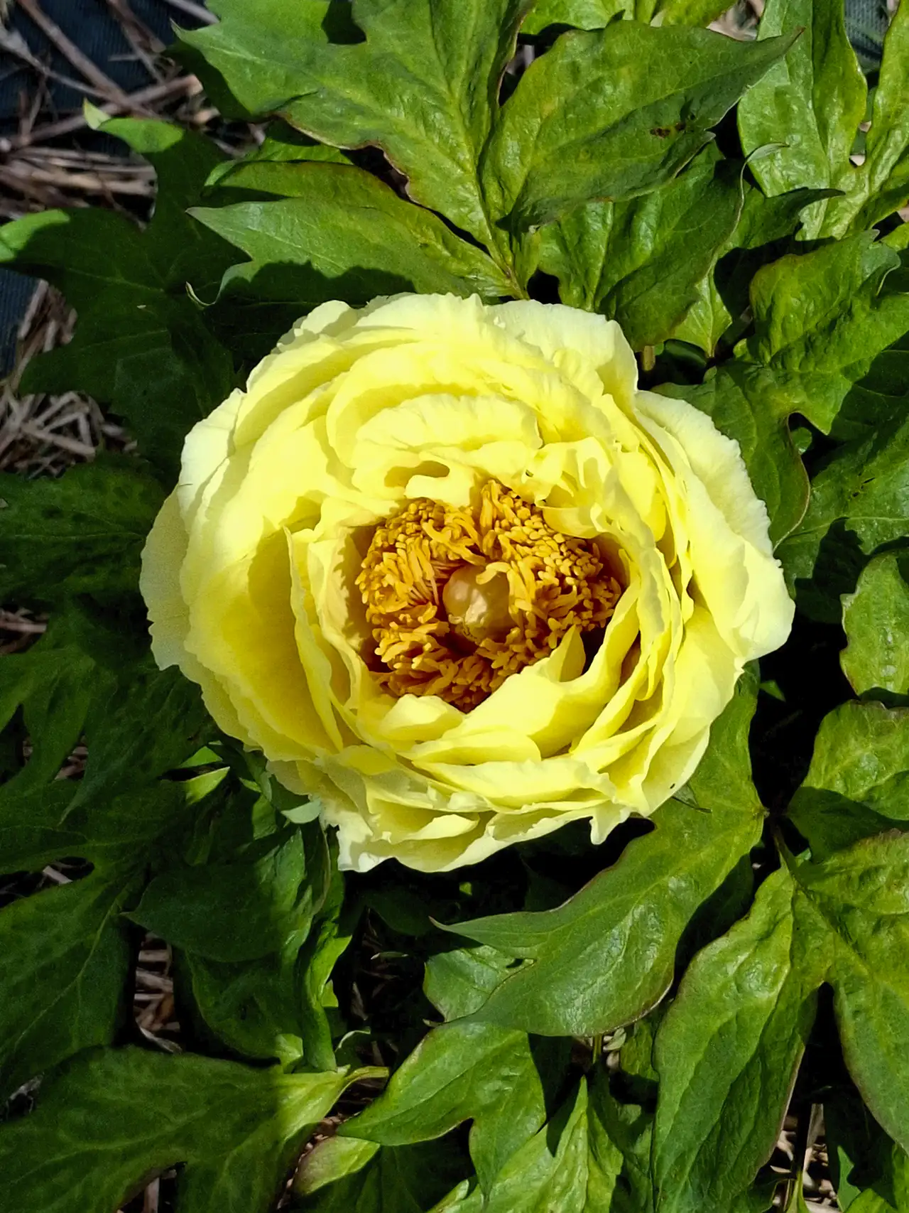 Exceptionnelle pivoine jaune en pleine floraison, l'une des stars de notre production locale.
