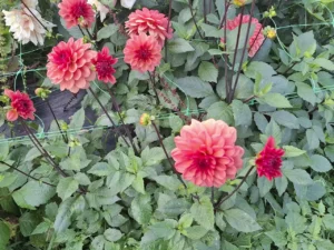Filets de tuteurage soutenant nos magnifiques dahlias corail cultivés en pleine terre.