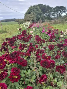 Perspective sur une longue rangée de dahlias bordeaux fleuris à La Ferme en Bouquet.