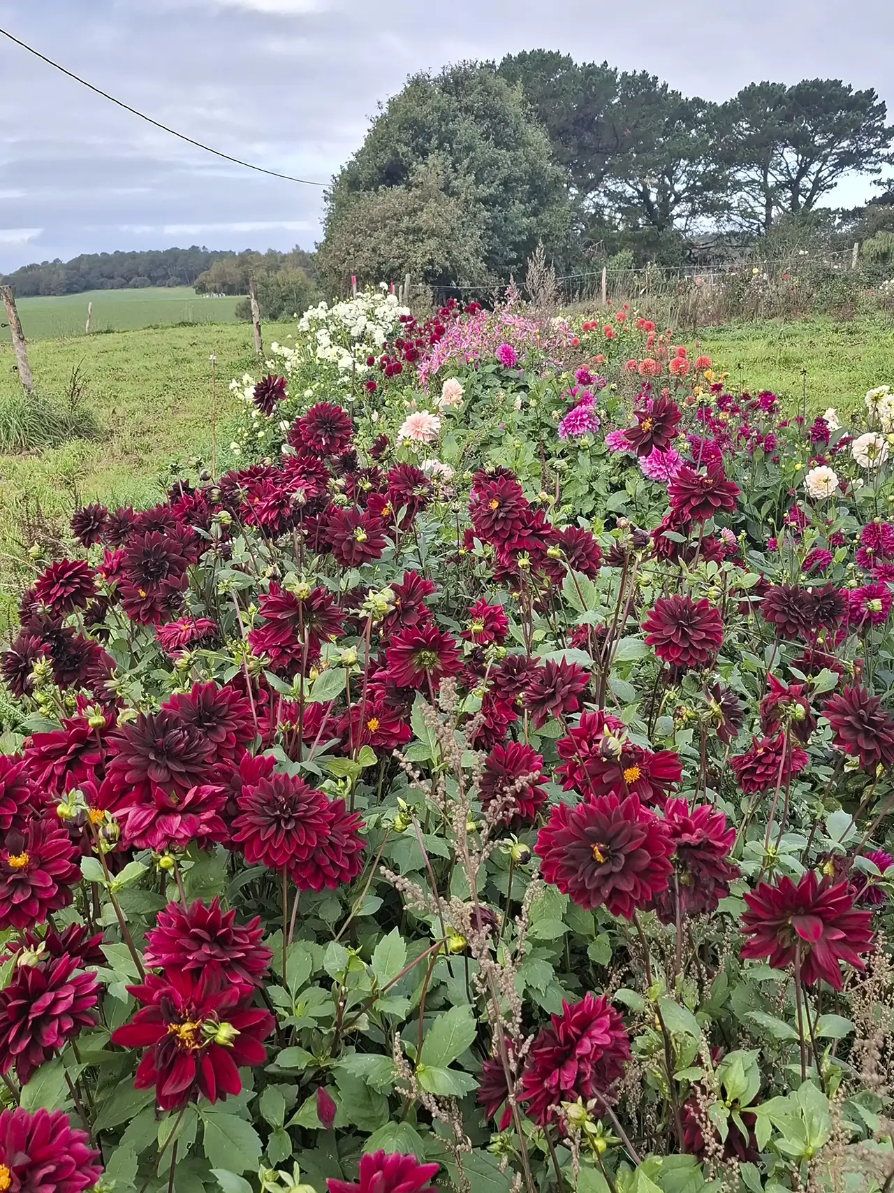 Perspective sur une longue rangée de dahlias bordeaux fleuris à La Ferme en Bouquet.