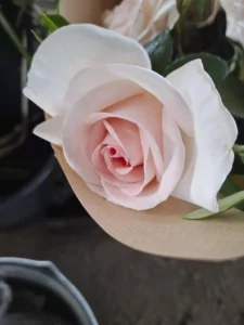 Rose ancienne rose très pâle, la fleur incontournable pour un bouquet de mariée doux et naturel.