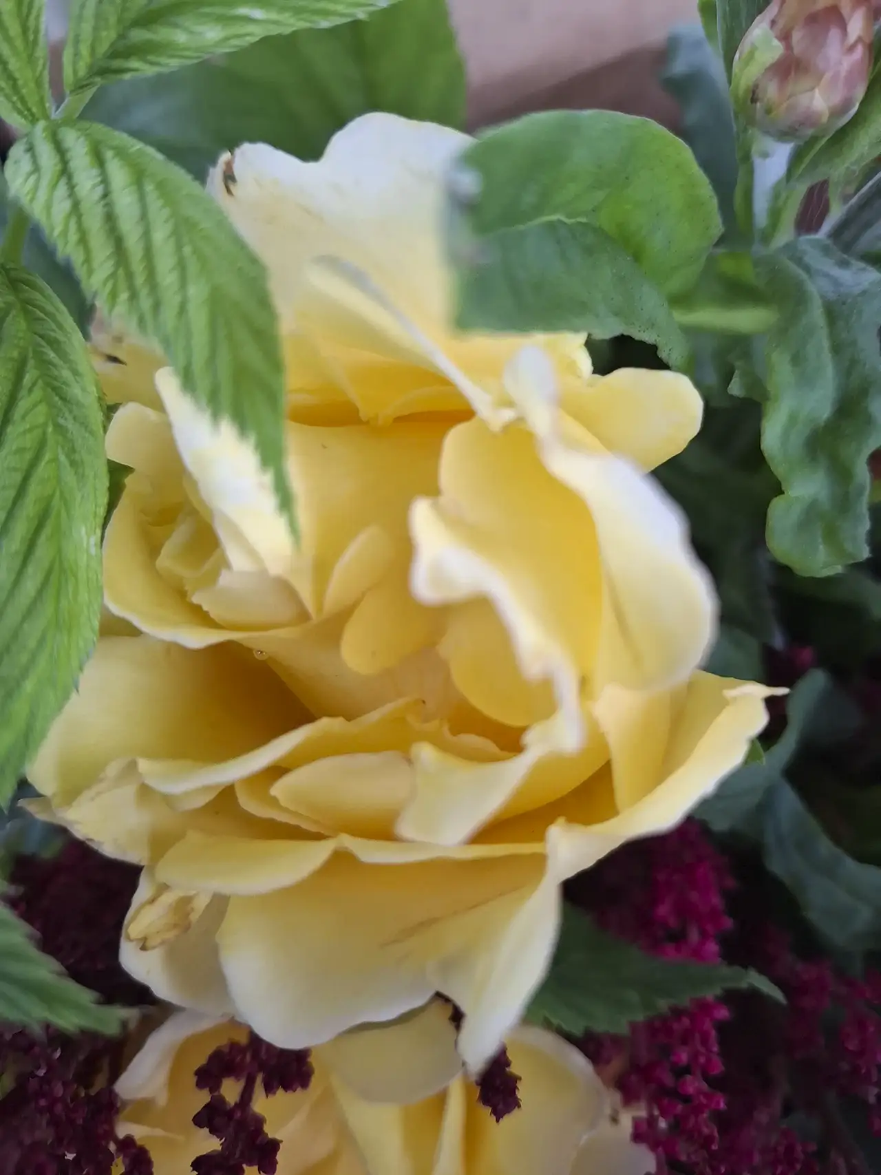 Rose de jardin jaune clair, sélectionnée pour son parfum et son allure romantique