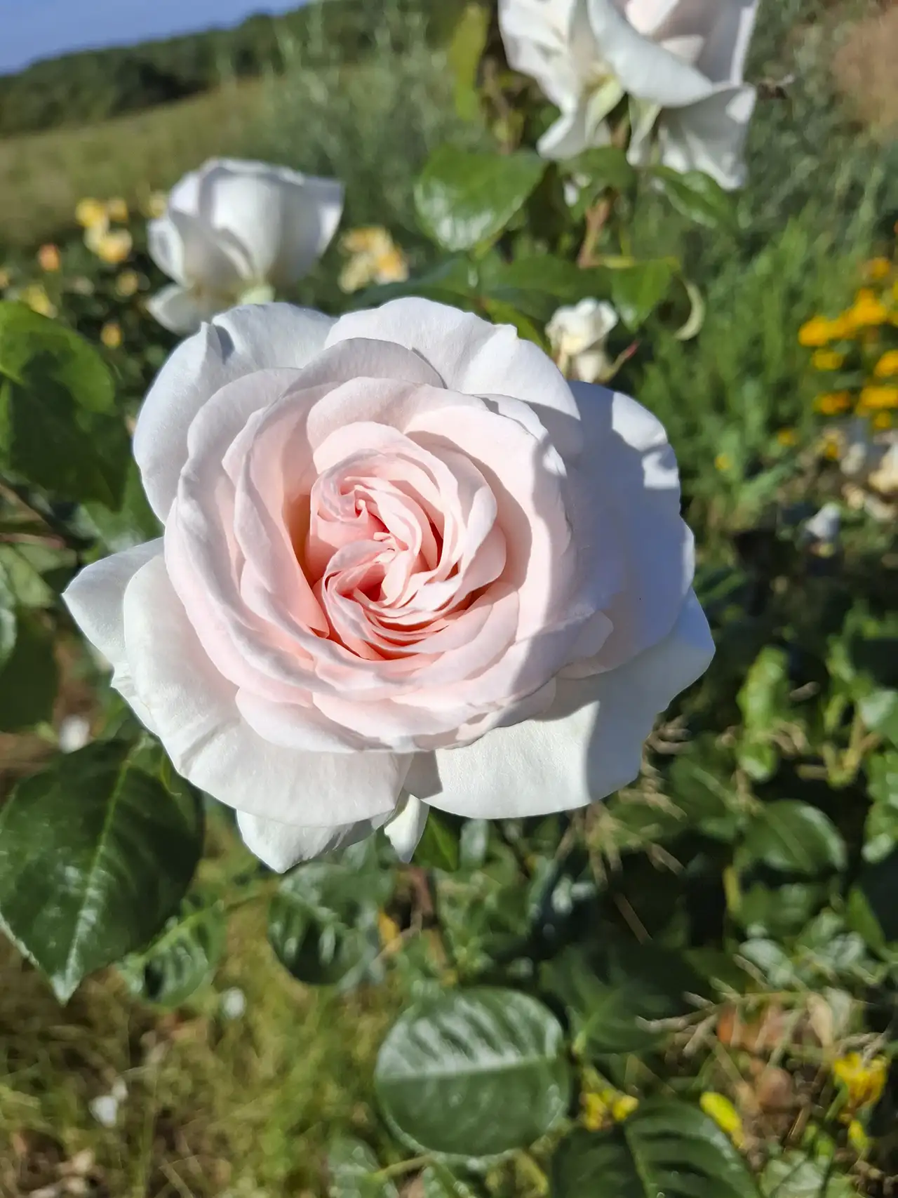 Rose rose pâle à l'allure romantique, symbole du concept Slow Flower adopté par Solenn.