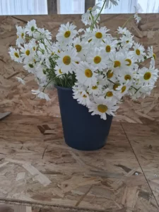 Grand contenant rempli de marguerites blanches fraîchement cueillies du matin par Solenn Le Pabic.