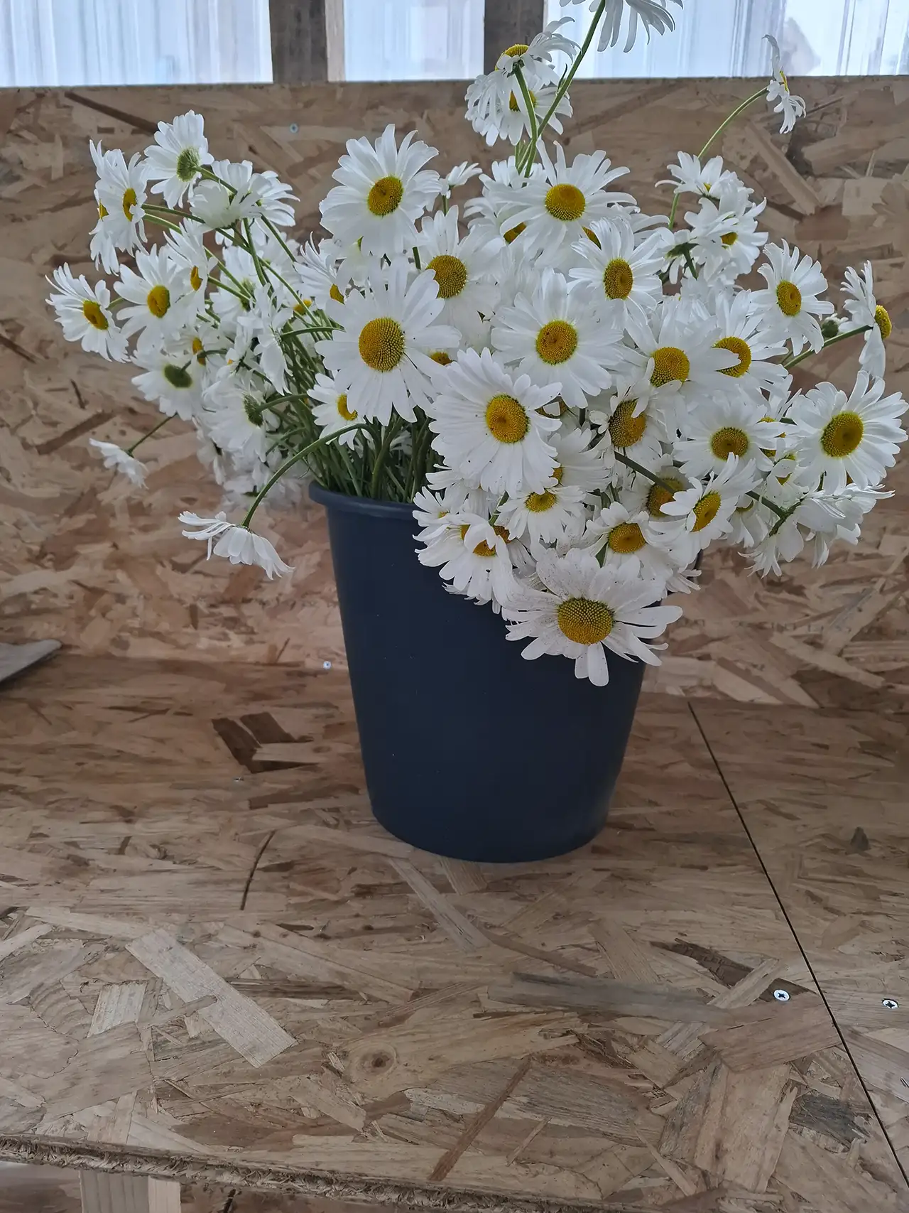 Grand contenant rempli de marguerites blanches fraîchement cueillies du matin par Solenn Le Pabic.