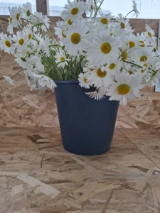 Marguerites blanches ultra-fraîches tout juste récoltées à la ferme et placées en seau.