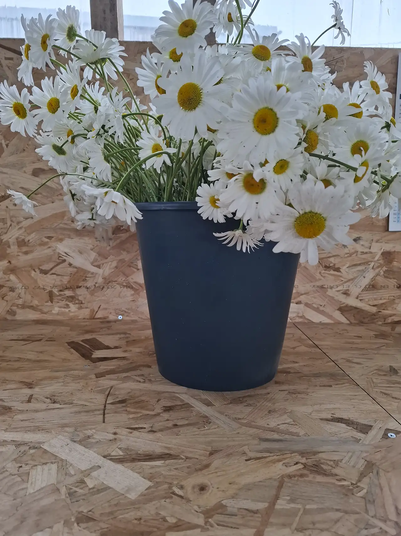 Marguerites blanches ultra-fraîches tout juste récoltées à la ferme et placées en seau.