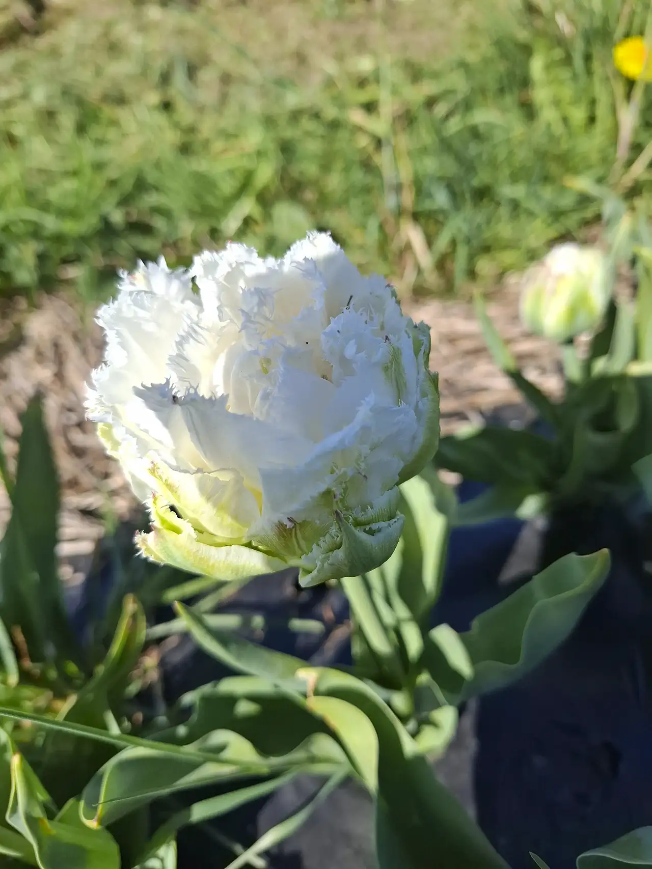 Tulipe blanche aux bords frangés, une variété printanière élégante cultivée en Bretagne.