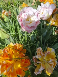Délicate tulipe double aux nuances de rose, pêche et jaune, annonciatrice du printemps dans le Morbihan.