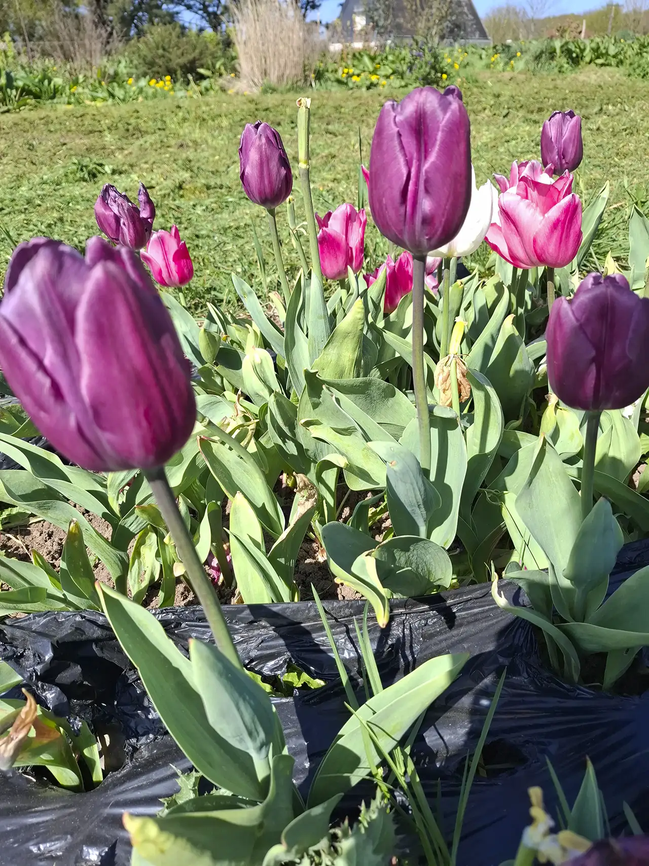Superbes tulipes violettes épanouies, disponibles en vente directe à la ferme.
