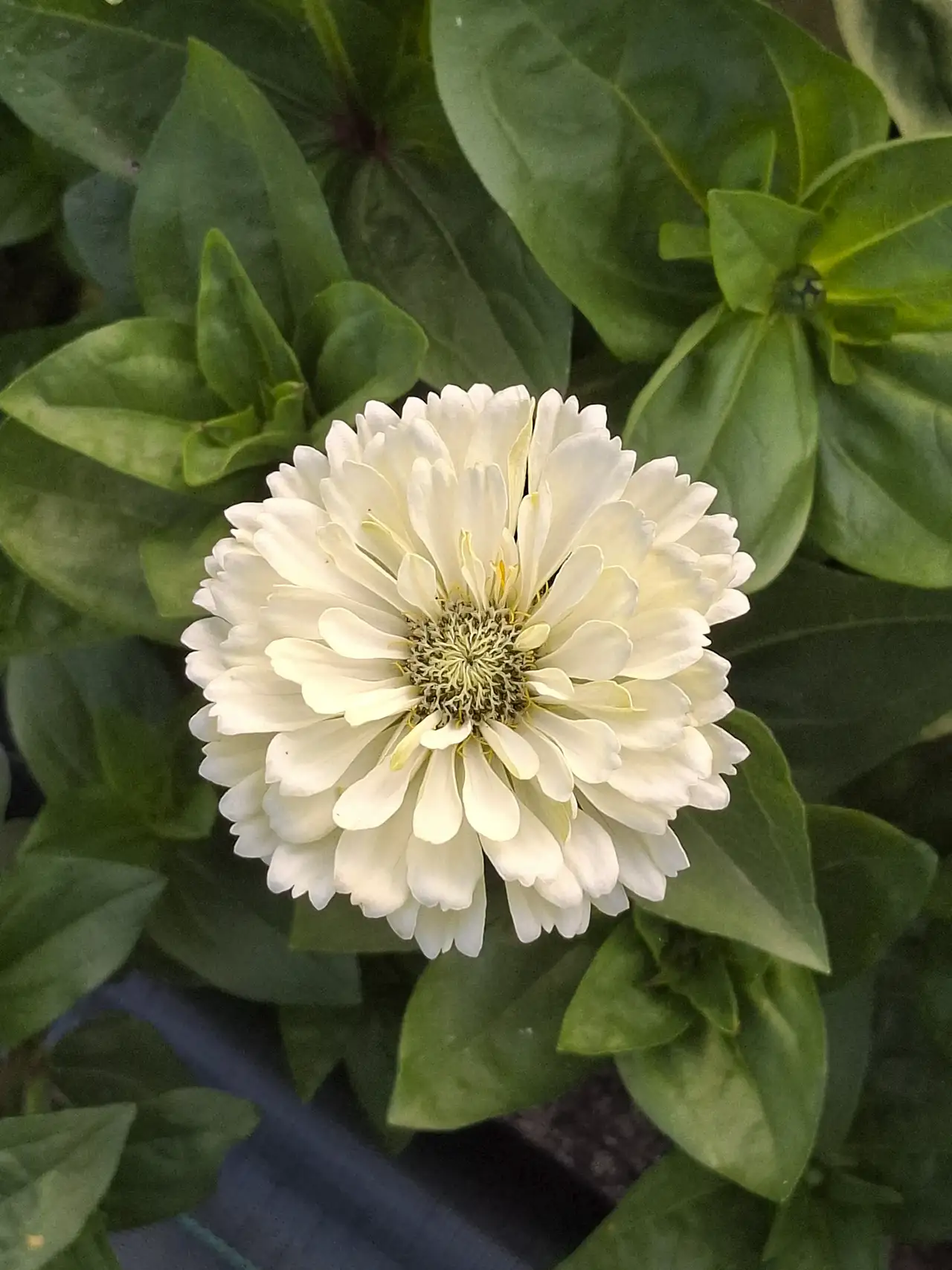 Zinnia blanc pur aux multiples pétales, une fleur estivale très résistante en vase.