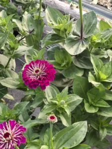 Fleur de zinnia d'un fuchsia éclatant, cultivée en extérieur au rythme des saisons