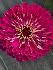 Détail bluffant d'un zinnia magenta au cœur parsemé de petites étoiles jaunes.